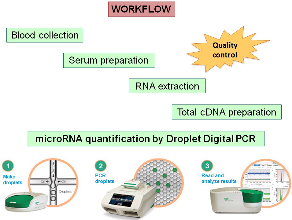 PCR