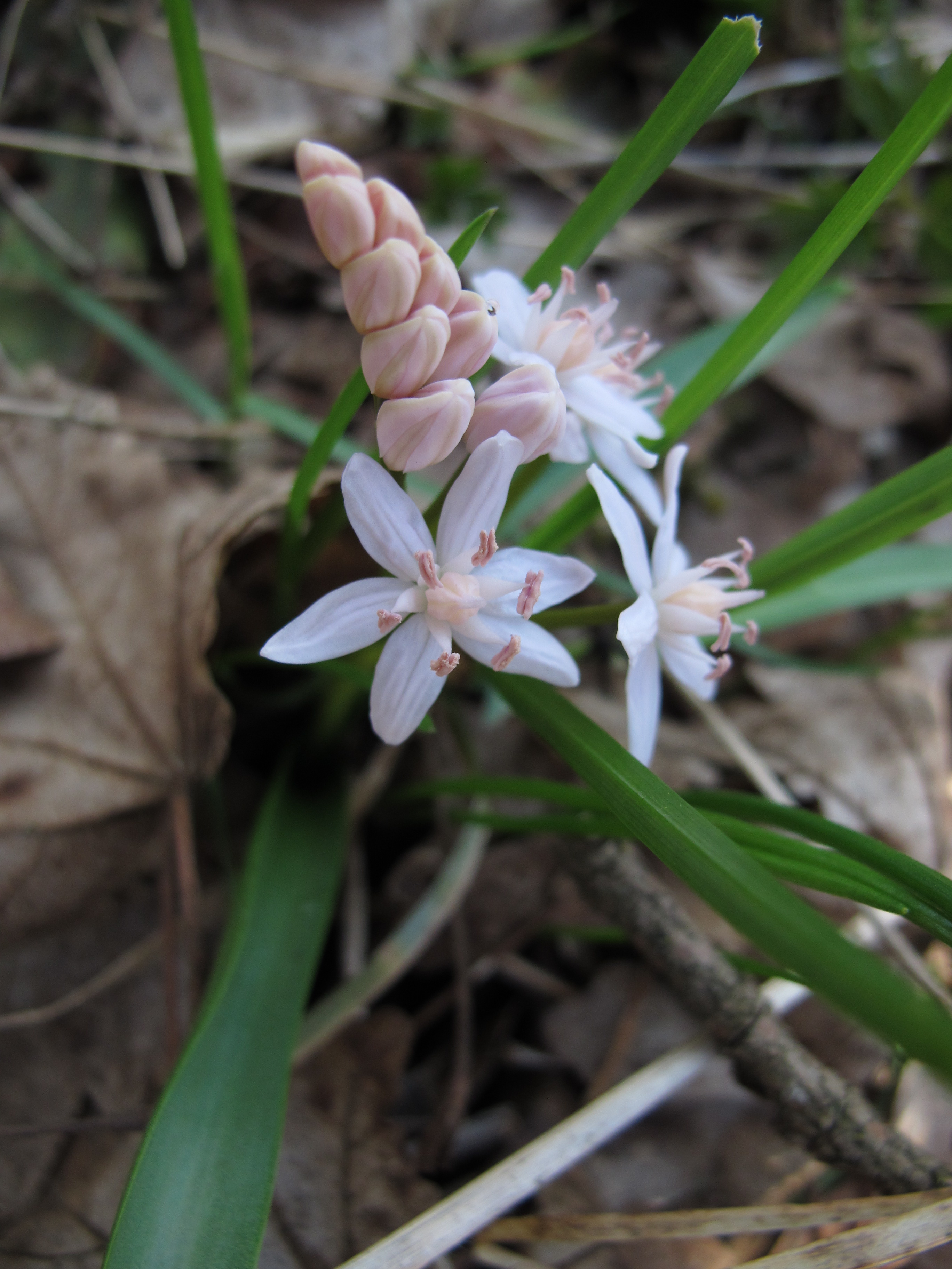 S. bifolia bianca (1)